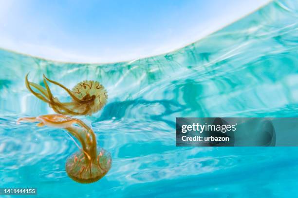 medusa mediterranea - vertebrate foto e immagini stock