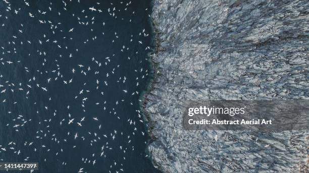 gannets flying off the edge of bass rock photographed from directly above, scotland, united kingdom - islas de gran bretaña fotografías e imágenes de stock