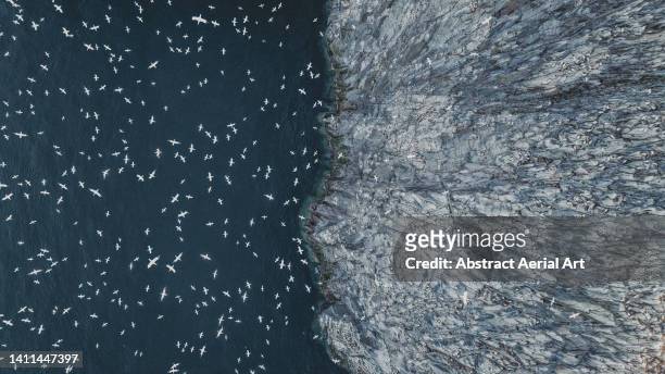 gannets flying off the edge of bass rock photographed from directly above, scotland, united kingdom - uk landscape stock pictures, royalty-free photos & images