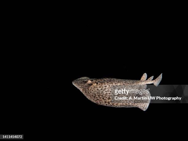 electric ray (torpedo marmorata) swimming in the mediterranean sea - stingray stockfoto's en -beelden