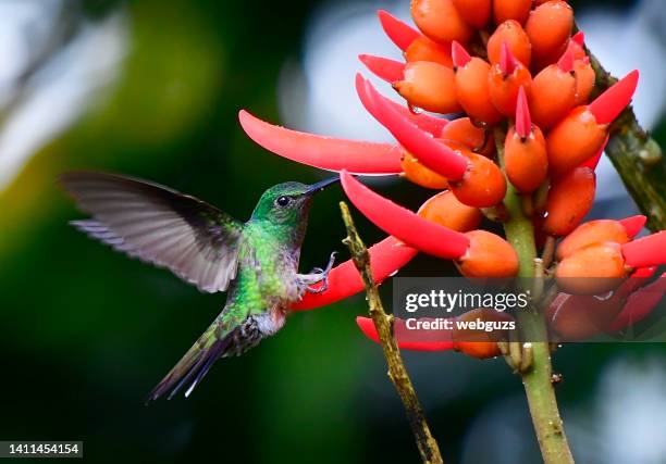 violet headed hummingbird near an arbol de pora tree - violet headed hummingbird stock pictures, royalty-free photos & images