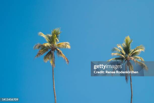 costa rica palms - palm tree imagens e fotografias de stock