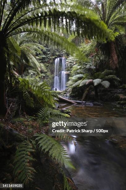 scenic view of waterfall in forest,beauchamp falls walking track,beech forest,victoria,australia - victoria australia landscape stock pictures, royalty-free photos & images