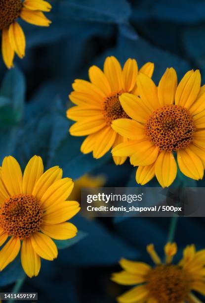 close-up of yellow daisy flowers - black eyed susan stock pictures, royalty-free photos & images