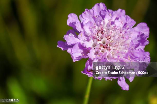 close-up of purple flowering plant - pin cushion stock pictures, royalty-free photos & images