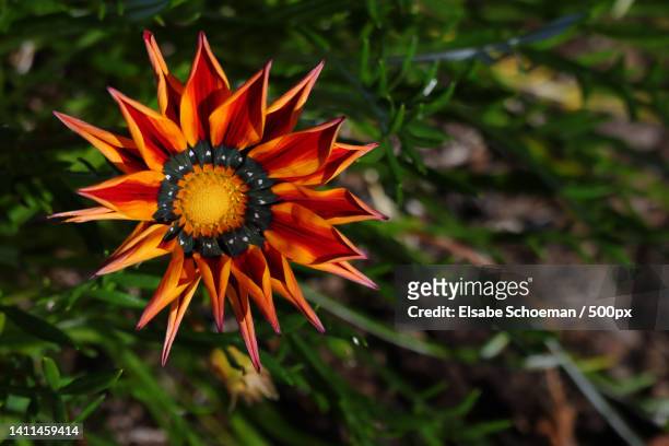 close-up of orange flower - gazania stock pictures, royalty-free photos & images