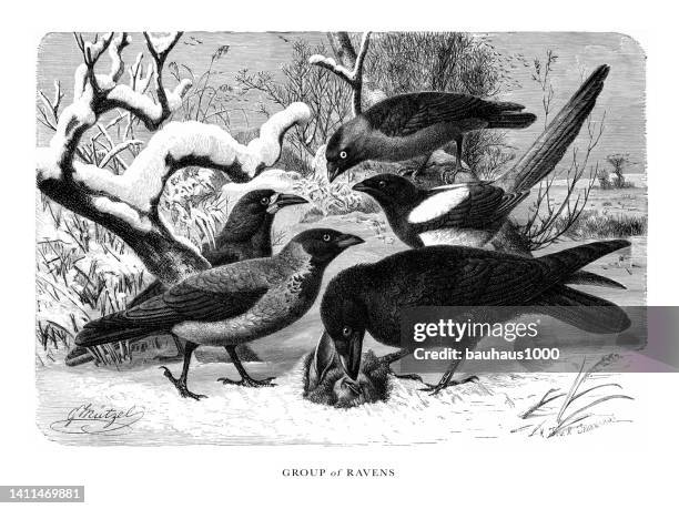 gruppe von raben, vogel, antiker amerikanischer stich: naturgeschichte, 1885 - crow bird stock-grafiken, -clipart, -cartoons und -symbole