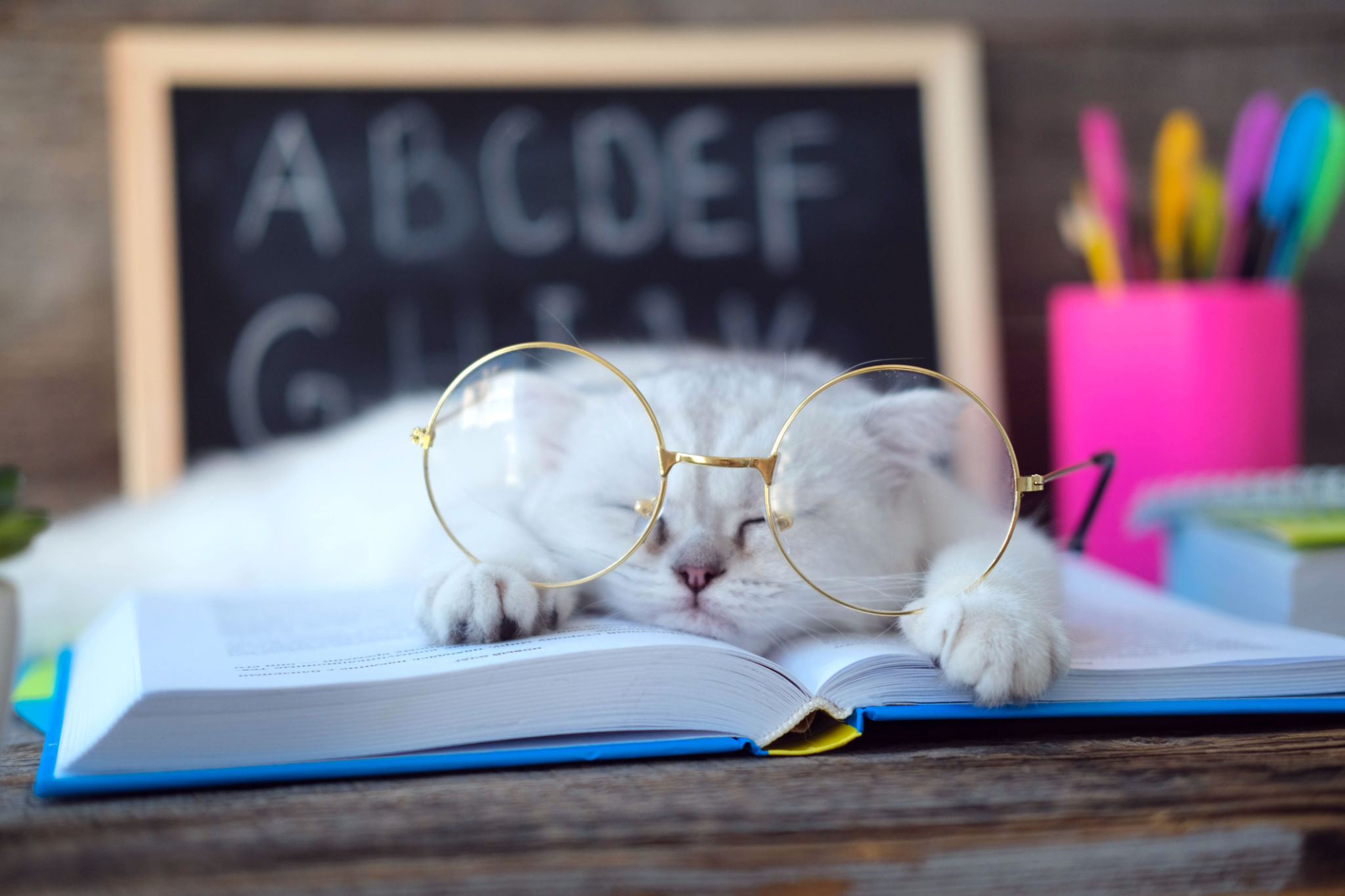 A small white kitten in glasses for vision sleeps on open books against the background of a school board with the English alphabet. The cat is tired of doing homework. Back to school concept. A small white kitten in glasses for vision sleeps on open books against the background of a school board with the English alphabet. The cat is tired of doing homework. Back to school concept.