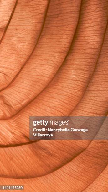 wilted old textured hosta leaf - bladnerf stockfoto's en -beelden