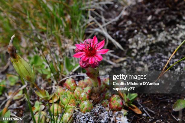 sempervivum arachnoideum, the cobweb house-leek - houseleek stock pictures, royalty-free photos & images