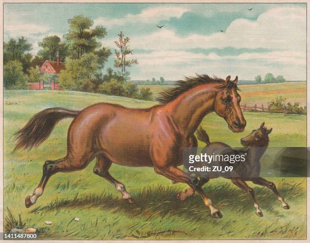 horse and foal, chromolithograph, published ca. 1898 - mare 幅插畫檔、美工圖案、卡通及圖標