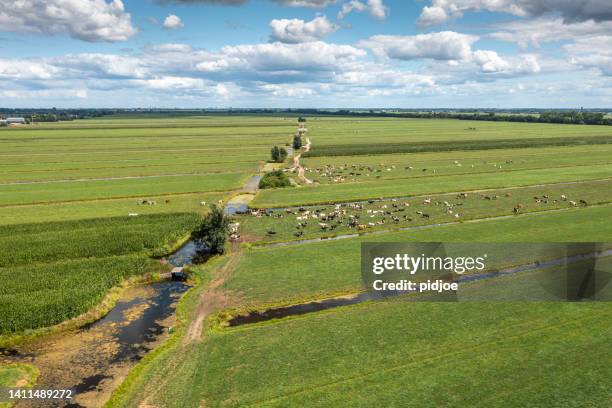 drone shot: many ruminating cows in green meadow. - dairy cattle stock pictures, royalty-free photos & images