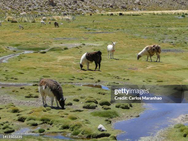 animals grazing in the chilean altiplano - antofagasta stockfoto's en -beelden