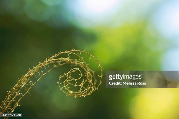 fibonacci spiral grass plant. - fibonacci photos et images de collection