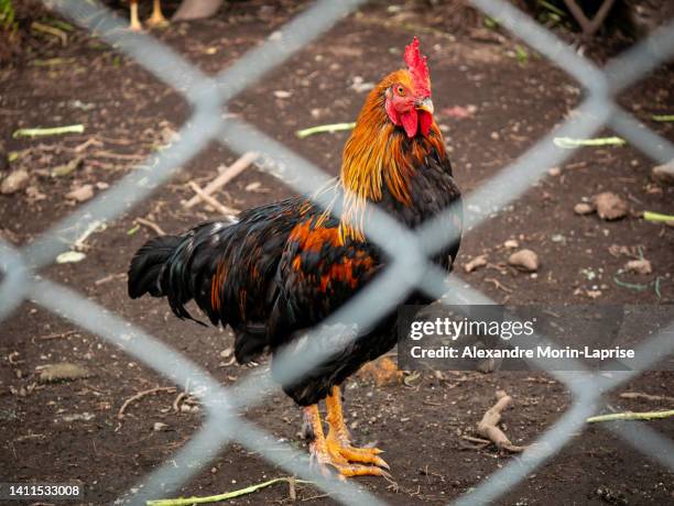 black rooster with red and brown enclosed in a wire netting - cercamiento fotografías e imágenes de stock