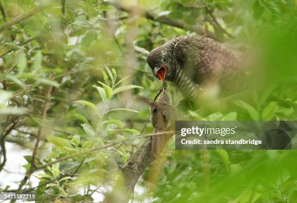 a baby cuckoo, cuculus canorus, being fed by a reed warbler that hatched it, as a cuckoo had laid its egg in its nest. it is hiding deep inside a willow tree growing beside a river. - animal call bildbanksfoton och bilder