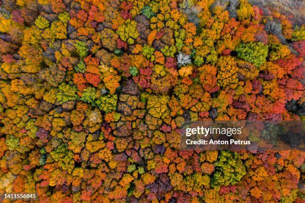 aerial view of the autumn forest with colorful foliage - herbstlaub stock-fotos und bilder