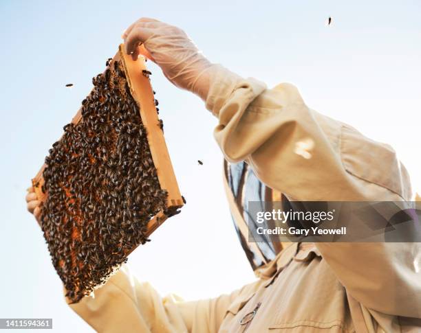 bee keeper inspecting his hives - honey bee stock pictures, royalty-free photos & images