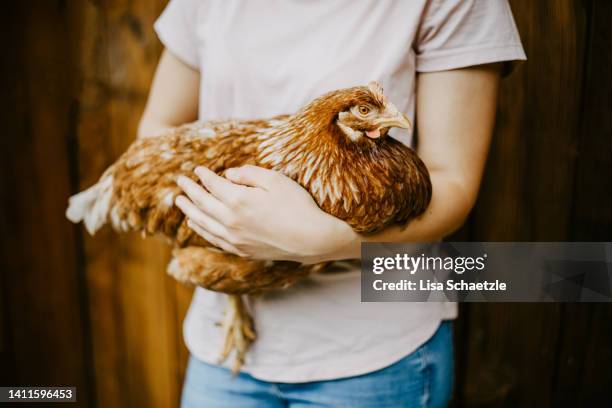 woman on chicken farm holding a brown chicken - selbstversorgung stock-fotos und bilder