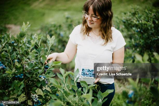 woman harvesting ripe blueberries growing on her organic farm - berry picker stock pictures, royalty-free photos & images