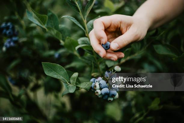 picking ripe blueberries from the bush - blueberry bush stock pictures, royalty-free photos & images