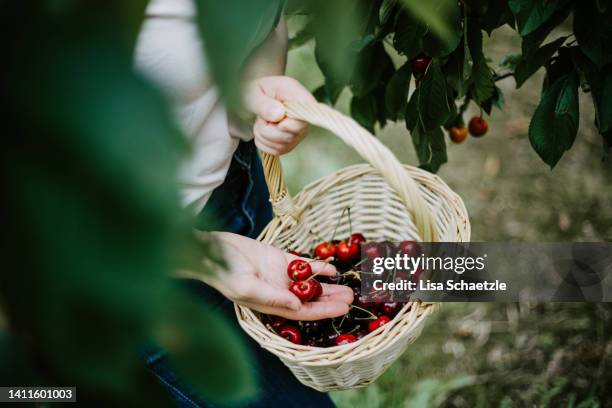 female farmer harvesting ripe cherries - cerise photos et images de collection