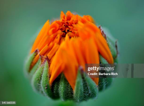 orange calendula bud - corn marigold stock pictures, royalty-free photos & images