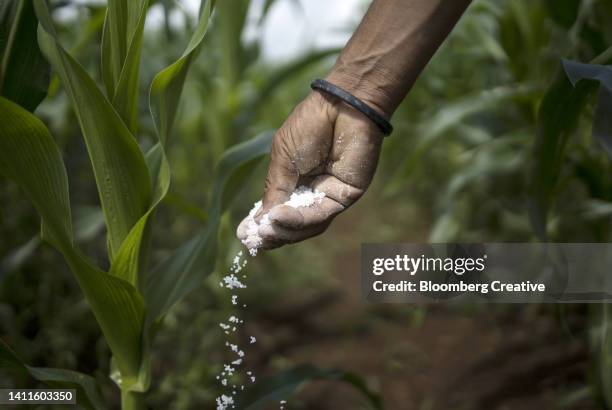 a farmer fertilizes plants on a farm - sweetcorn stock pictures, royalty-free photos & images