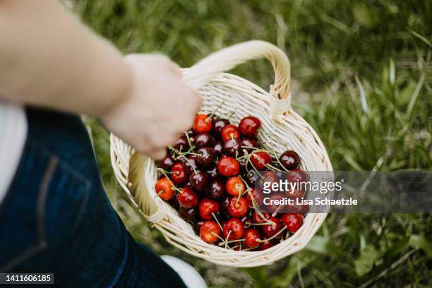 fresh cherries collected in a basket in black forest, germany - black cherries stock-fotos und bilder