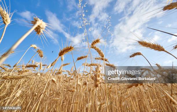 fields of ripe wheat and sky - low angle view of wheat growing on field against sky fotografías e imágenes de stock