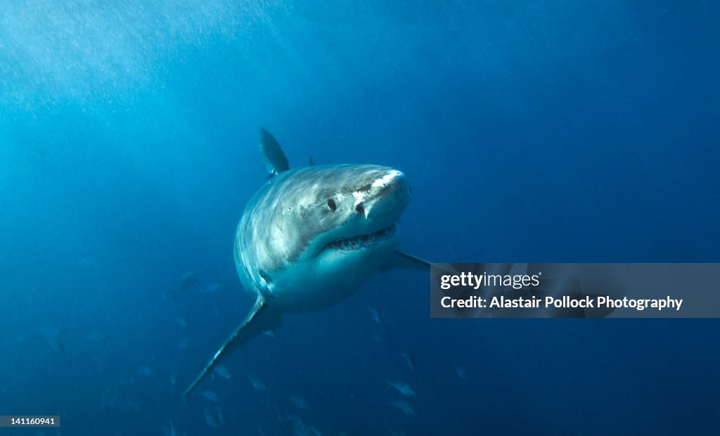 Great white shark in South Australia