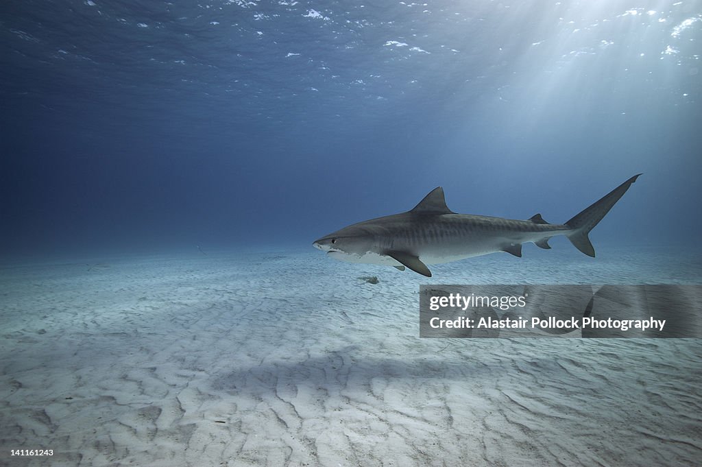 Tiger Shark