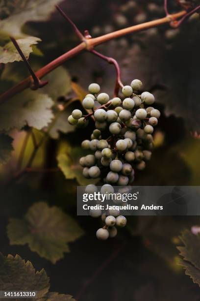 unripe grapes grow on the vine - vendimia fotografías e imágenes de stock