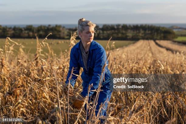 arbeiten auf den weizenfeldern - farmer female confident stock-fotos und bilder