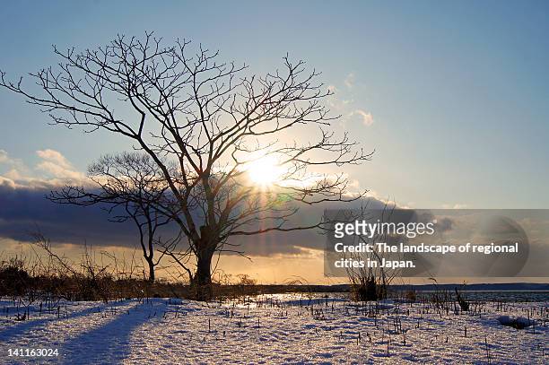 tree shining in winter sun - misasa stock pictures, royalty-free photos & images
