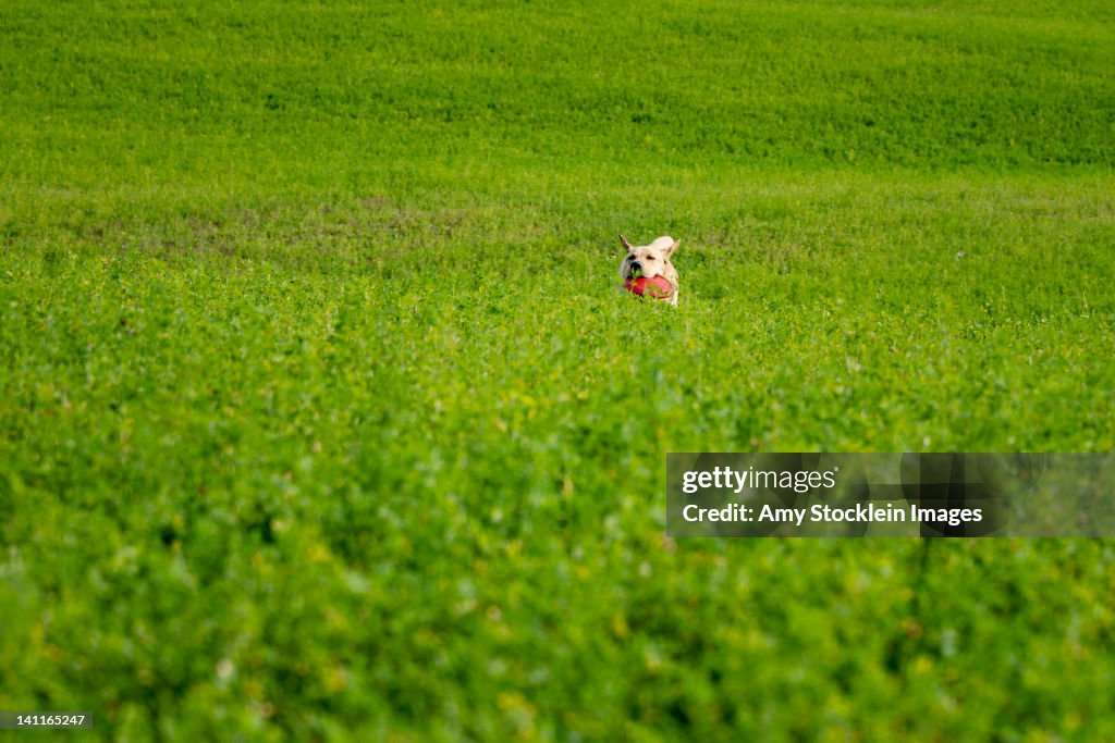 Dog in field fetching