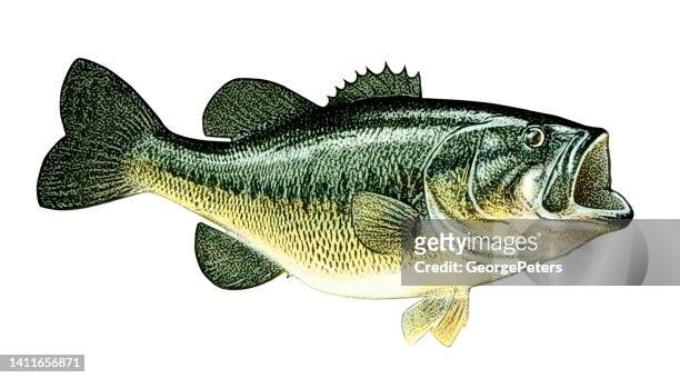 largemouth bass isolated on white background - pen and ink stock illustrations