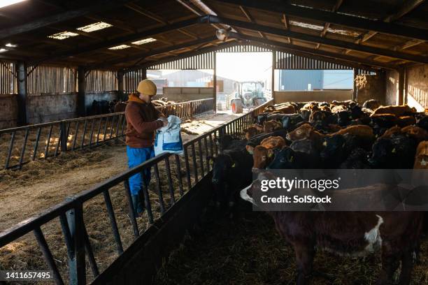 mantendo o gado alimentado - trough - fotografias e filmes do acervo