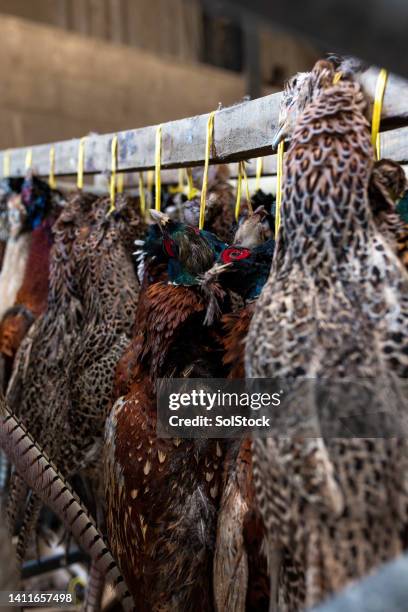 game birds hung up in a barn - pheasant bird stock pictures, royalty-free photos & images