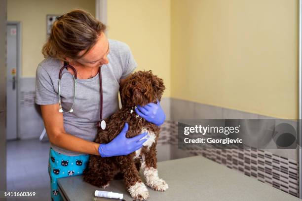 veterinary clinic - lagotto romagnolo stock pictures, royalty-free photos & images