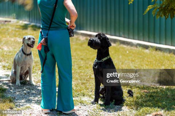 cane di formazione - bait ball foto e immagini stock