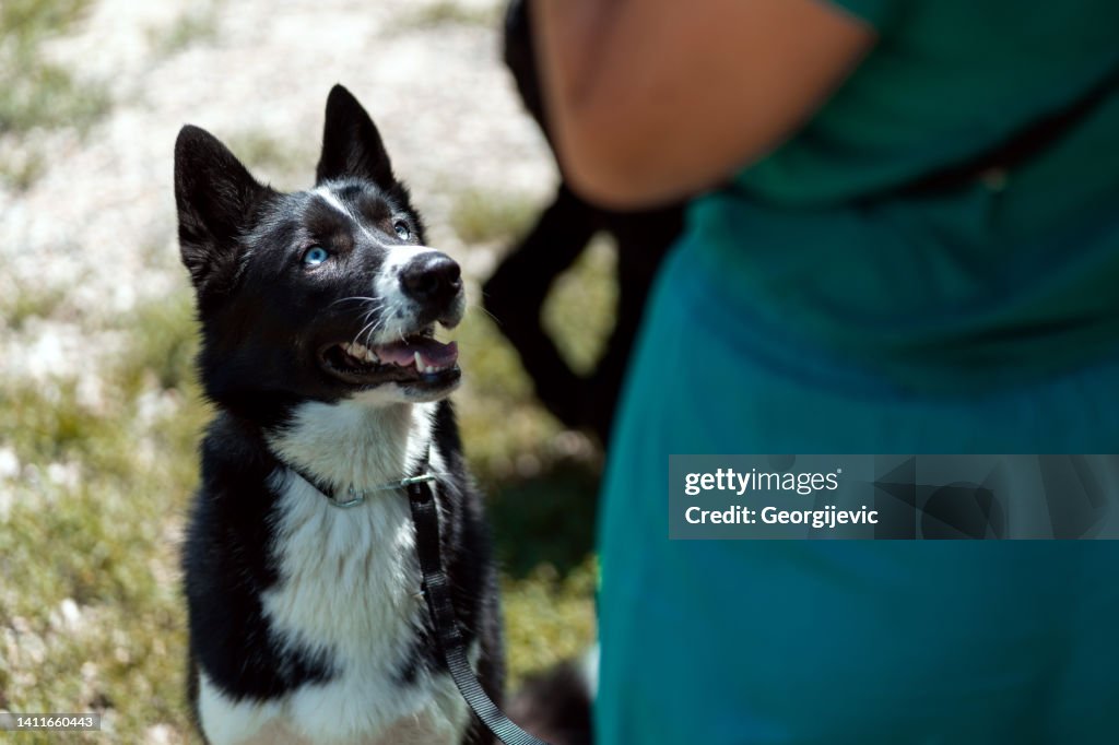 Perro de capacitación