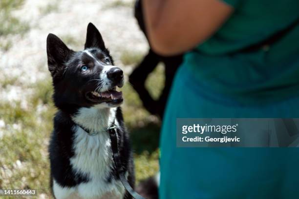cane di formazione - animal behavior foto e immagini stock