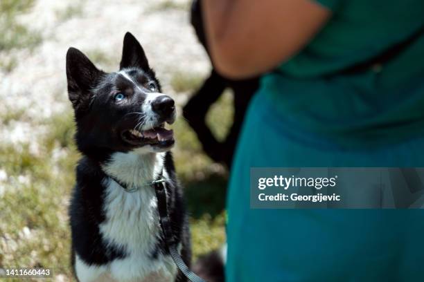 dog training - canine stock pictures, royalty-free photos & images