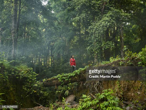 fit asian woman trekking in tropical rainforest, crossing riverbed on fallen tree trunk functioning as a bridge, with early morning mist - 熱帶雨林 個照片及圖片檔