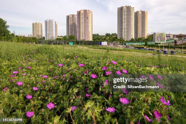 wildflowers in front of apartment buildings, katowice, silesian province, poland - katowice stock pictures, royalty-free photos & images