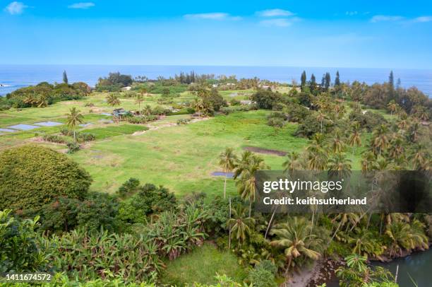 aerial view of taro fields on the road to hana, maui, hawaii, usa - taro stock pictures, royalty-free photos & images