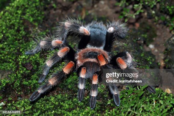 close-up of a mexican red knee tarantula on moss, indonesia - mexican redknee tarantula stock pictures, royalty-free photos & images