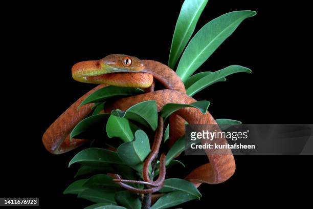 close-up of a red boiga snake on a plant, indonesia - cat snake - fotografias e filmes do acervo