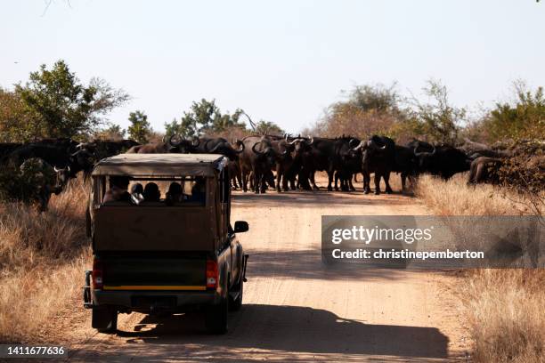 herd of buffalo crossing a road, kruger national park, south africa - kruger national park south africa stock pictures, royalty-free photos & images